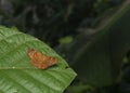 Fulvous Pied Flat Butterfly pair at Garo Hills,Meghalaya,India Royalty Free Stock Photo