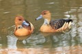 Fulvous tree duck Royalty Free Stock Photo