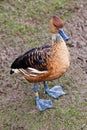 Fulvous Whistling Duck