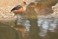 Fulvous whistling duck Royalty Free Stock Photo