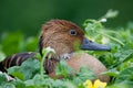 Fulvous Whistling Duck