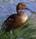 Fulvous Whistling Duck Royalty Free Stock Photo