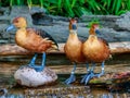 Fulvous Whistling Duck