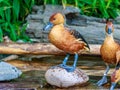 Fulvous Whistling Duck