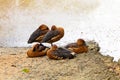 Fulvous Whistling-Duck color brown live together as a family (Dendrocygna bicolor) Fulvous Tree Duck. Royalty Free Stock Photo