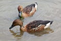 Fulvous whistling duck Dendrocygna bicolor