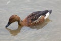 Fulvous whistling duck Dendrocygna bicolor Royalty Free Stock Photo