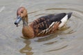 Fulvous whistling duck Dendrocygna bicolor Royalty Free Stock Photo