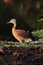 Fulvous Whistling Duck (Dendrocygna bicolor) Royalty Free Stock Photo