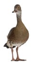 Fulvous Whistling Duck, Dendrocygna bicolor