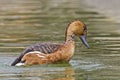 A Fulvous Whistling-Duck, Dendrocygna bicolor