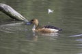 Fulvous whistling duck Dendrocygna bicolor in profile on water Royalty Free Stock Photo