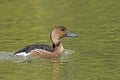 A Fulvous Whistling-Duck, Dendrocygna bicolor, swimming