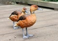 Fulvous Whistling Duck Dendrocygna bicolor tree Ducks