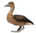 Fulvous Whistling Duck, Dendrocygna bicolor, 5 years old Royalty Free Stock Photo