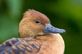 Fulvous whistling duck