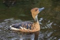 Fulvous whistling duck