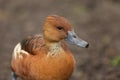 A Fulvous Whistling Duck or Fulvous Tree Duck, Dendrocygna bicolor, standing on the bank of a lake at the London wetland wildlife Royalty Free Stock Photo