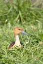 Fulvous Whistling Duck lying on grass