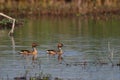 Fulvous Whistling-Duck