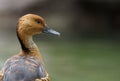 Fulvous whistling duck portrait