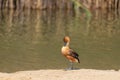 A Fulvous whistling duck preening while standing on the sandy banks of the lake Royalty Free Stock Photo