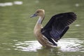 Fulvous whistling duck in profile