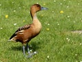 Fulvous Whistling Duck standing on grass Royalty Free Stock Photo