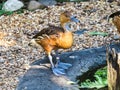 Fulvous Whistling Duck