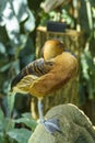 Fulvous whistling duck Royalty Free Stock Photo