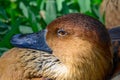 Fulvous whistling duck (Dendrocygna bicolor) Closeup laying in
