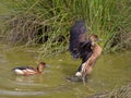 Fulvous Whistling Ducks in water Royalty Free Stock Photo