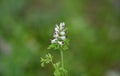 Fumaria capreolata, the white ramping fumitory