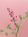 Fumaria officinalis (common fumitory)