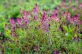 Fumaria officinalis - purple flowers close up