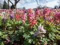 The fumewort or bird-in-a-bush (corydalis solida) flowering with long-spurred flowers in pink, mauve, white and purple