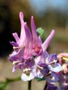 Fumewort (Corydalis solida)