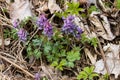 Fumewort, Corydalis solida blooming on a river bank during springtime in Estonia