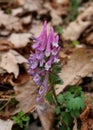 Fumewort Corydalis solida flowers close up