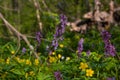 Fumewort and yellow anemone plant in dark forest thicket, light and shadow play, phytomedicine pagan belief herb