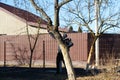 Fumigating pesti, pest control. Defocus farmer man spraying tree with manual pesticide sprayer against insects in spring