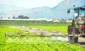 Fumigation of tractor in lettuce field. Spraying insecticide, insecticides, pesticides in agricultural countryside. Pesticides and