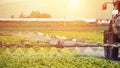 Fumigation of tractor in lettuce field. Spraying insecticide, insecticides, pesticides in agricultural countryside. Pesticides, Royalty Free Stock Photo