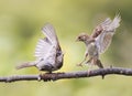 fun angry birds waving feathers and argue on a branch in spring Park Royalty Free Stock Photo