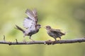 Fun angry birds waving feathers and argue on a branch in spring Park Royalty Free Stock Photo