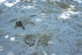 Fun beach sand turtle egg Royalty Free Stock Photo