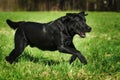 Fun black Labrador dog running fast on green grass Royalty Free Stock Photo