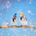 A fun bright card with a pair of cute birds sparrows in color kn