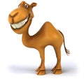 Fun camel