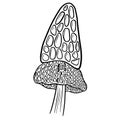 Fun Cartoon Mushroom Toadstool Character Vector Illustration Royalty Free Stock Photo